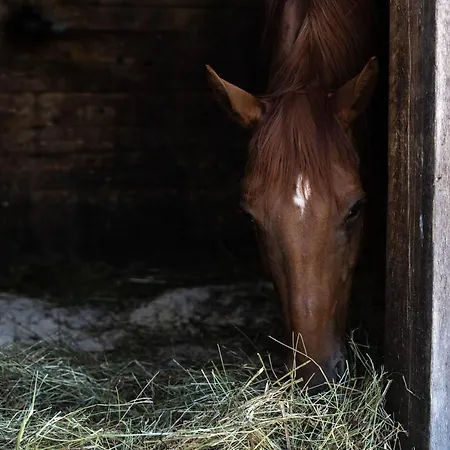 Horse Farm Pr' Kolenc