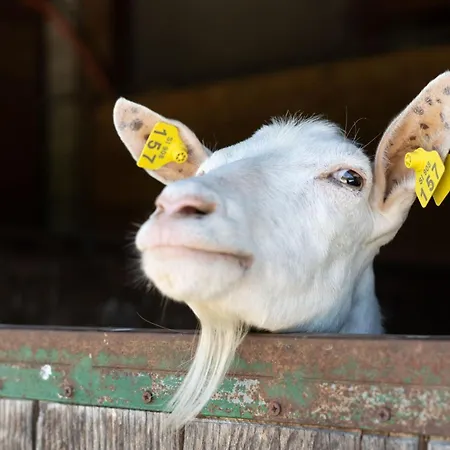 Lägenhet Horse Farm Pr' Kolenc Zgornje Gorje