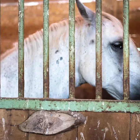 Horse Farm Pr' Kolenc Apartmán *