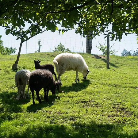 Horse Farm Pr' Kolenc *