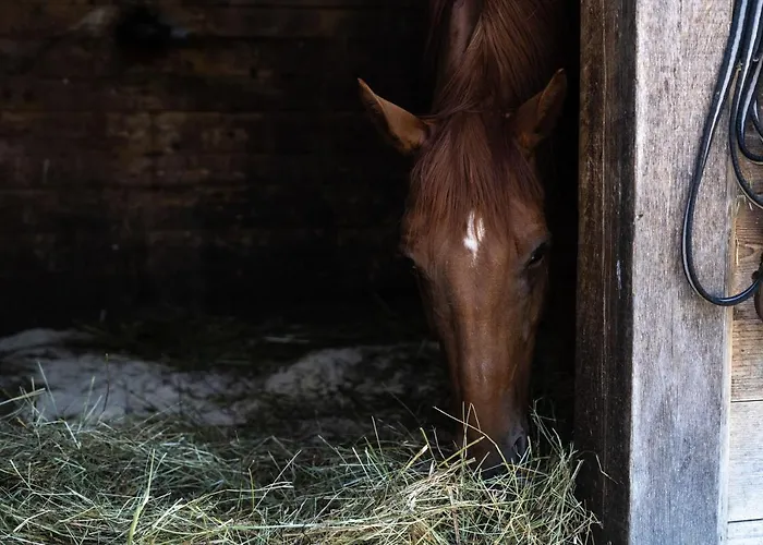 Horse Farm Pr' Kolenc