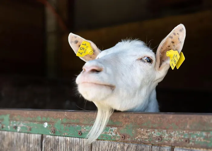 Lägenhet Horse Farm Pr' Kolenc Zgornje Gorje