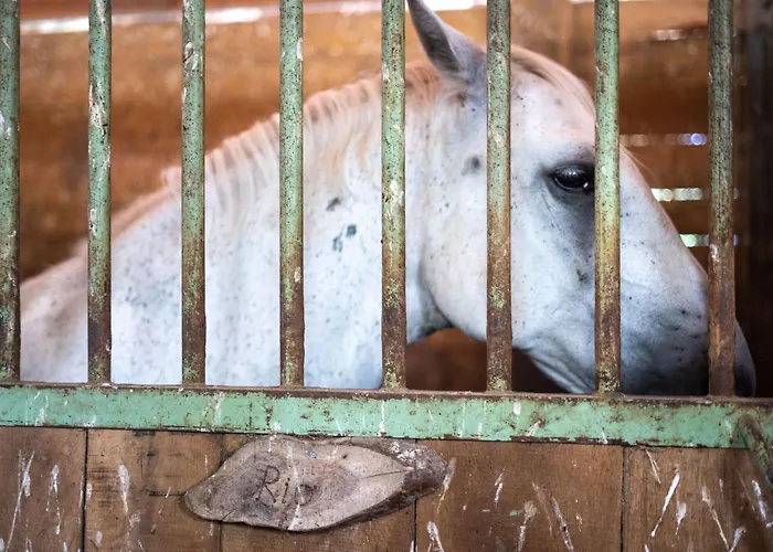 Horse Farm Pr' Kolenc Apartma *